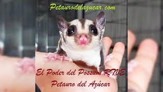 Documental Petauro del azúcar Marsupiales El poder del Possum RTVE [upl. by Boorman]