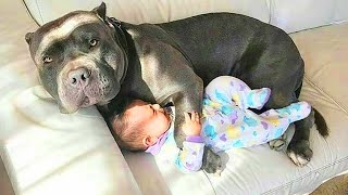 Having Protective Dogs are Awesome 😲 Cute Moments Dog and Human [upl. by Notsirt]