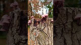 Paddenstoelen blankaartkasteel [upl. by Leruj]