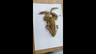 Frog dissection complete [upl. by Ahsitel3]