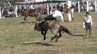 Jineteada en Basto con encimera en el Crispin Velazquez Septiembre 2023 Villaguay Entre Rios [upl. by Suoicul245]