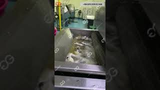 Crisp Fish Salmon Fish Skin Fryer Machine Continuous Fish Frying Machine [upl. by Telfore]