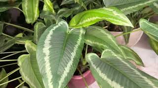 Schismatoglottis wallichii plant  care and tips [upl. by Tierza]