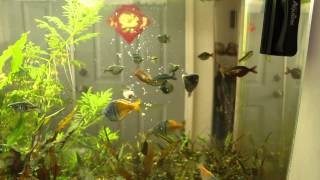 Feeding Rainbow Fish tank [upl. by Eicnahc]