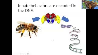 Bee Breeding and IPM for Better Pollinator Health [upl. by Doley151]