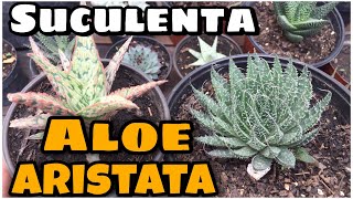 suculenta Aloe Aristata Planta ANTORCHA  Cuidado y Reproducción de Aristaloe aristata [upl. by Yenaj]