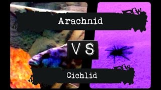 Arachnid vs cichlid  With courageous Vince  Big up [upl. by Haramat]