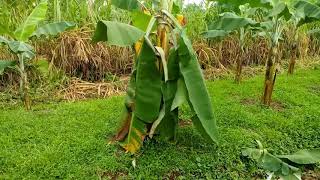 Alerta ante los síntomas del Fusarium Raza 4 Tropical Foc R4T [upl. by Buck383]