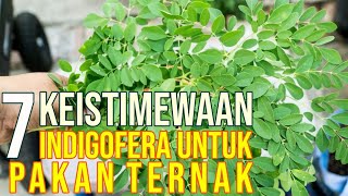 Indigofera Untuk Pakan Ternak Sapi [upl. by Menashem]