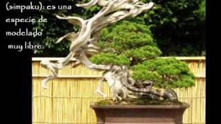 Especies más usadas en Bonsai España [upl. by Dragoon799]