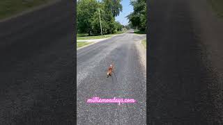 Hazel owns these mean streets milliemondays doxies doxie doxy smoknbeaver puppy puppylove [upl. by Dario487]