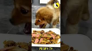 Homemade Dog Food Recipes Review 🐶🍲 dog dogfood pets puppy shorts 2024 review dogvideo cute [upl. by Sesmar607]