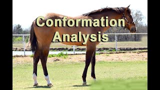 Performance horse conformation analysis  Reining Cutting Trail Riding [upl. by Nanine]