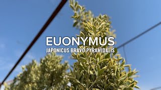 EUONYMUS JAPONICUS BRAVO PYRAMIDALIS [upl. by Annavas]