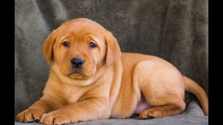 Fox Red Labrador Retriever Puppies for Sale [upl. by Anawit]