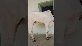 Best Quality Ongole Bulls [upl. by Kela]