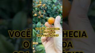 Benefícios da Fruta da OraProNóbis [upl. by Dodge530]