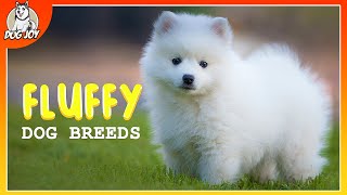 Meet the Fluffiest Dog Breeds in the World [upl. by Anayik]