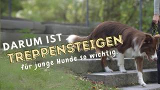 Sicheres Treppensteigen für Hunde – Der ultimative Guide für Einsteiger [upl. by Claire659]