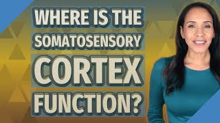 Where is the somatosensory cortex function [upl. by Enahpets]