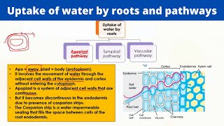 Uptake of water by roots and pathways  Symplast Apoplast and Vacuolar pathways [upl. by Edouard238]