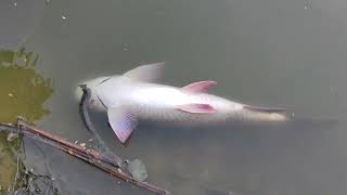 fish video oxygen level kam hone ke Karan mar rahi thi machhliyan fishing fish youtubevideo [upl. by Roth]