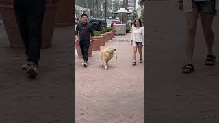 Friendliest Dog ever 🐶…… dog comedy funnydog shorts [upl. by Gnilrac816]