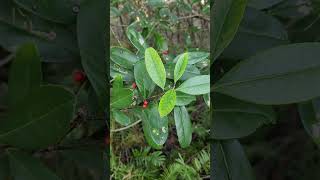 Dahoon holly Ilex cassine a common Florida native holly [upl. by Ttennej]