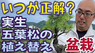 実生五葉松の植え替え ベストな時期教えます！【盆栽の管理】 [upl. by Lynnette288]