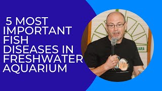 5 most important fish diseases in the freshwater aquarium bacterial and parasitic infections [upl. by Ocsecnarf]