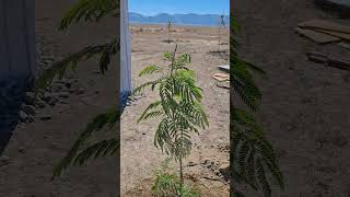 Planting a Mimosa Tree desert nevada desertliving deserthomestead highdesertliving tree [upl. by Dittman259]