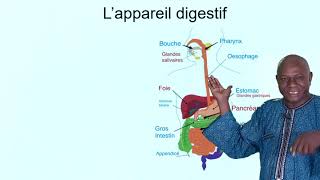 Lappareil digestif [upl. by Rediah]