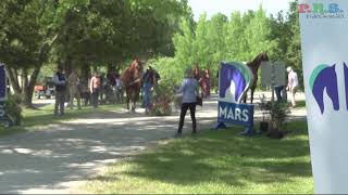 BROMONT CCI FIRST HORSE INSPECTION JUNE 5 2024 [upl. by Garlaand]