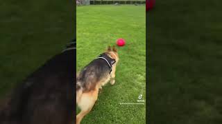 Soccer crazy dog 😆 🤣 😂 😹 trynottolaugh funnyshorts funnydogvideos [upl. by Arrac354]