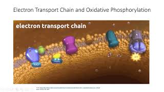 Metabolism Bioenergetics amp Electron Transport Chain  Lecture 8 [upl. by Perzan238]