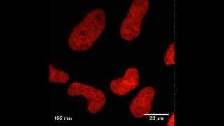 SiR–Hoechst is a farred DNA stain for livecell nanoscopy [upl. by Nerty]