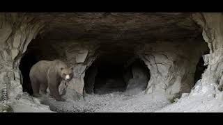 Cave bear sounds effects [upl. by Metah]