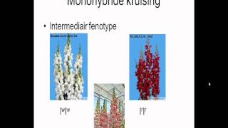 Biologie  Uitleg Monohybride kruising met intermediair fenotype [upl. by Ashford733]