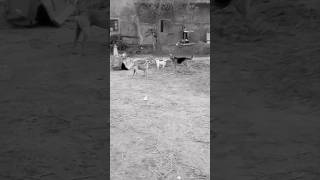 Germanshepherd and Pavelion dog fight🔥desidog shorts [upl. by Enyluqcaj687]