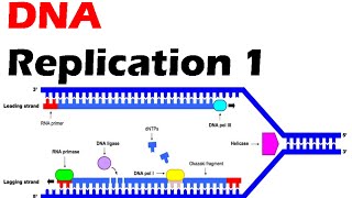 DNA replication 1  process of DNA duplication [upl. by Eiramadnil]