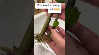 Zz plant propagation update 🌿🪴 shorts zzplant indoorplants happiness showpiece gardening diy [upl. by Nahtanoj]