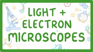 GCSE Biology  What Is The Difference Between Light And Electron Microscopes 6 [upl. by Yruoc]