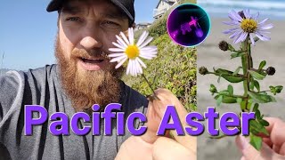 Is Aster Edible Pacific Aster  Symphyotrichum chilense Best plants to forage for Asteraceae pnw [upl. by Etneciv]