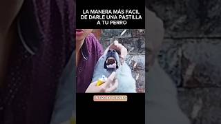 COMO DARLE UNA PASTILLA A TU PERRO 🐶 💊 animales perritos mascotas salud [upl. by Isla]