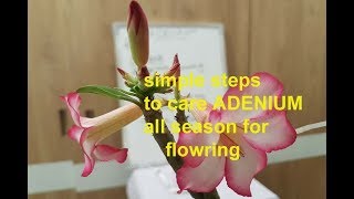 how to treat ADENIUM plant for FLOWRING amp GROWING purpose through out all season HINDI 4K [upl. by Eitnom731]