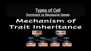 Dominant Gene and Recessive Gene  Genetics  Types of Cells  Homozygotes amp Heterozygotes [upl. by Rehpotsirahc]