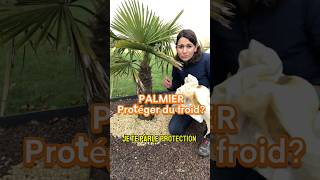 Comment hiverner un palmier jardin arbre palmier palmeiras tree froid hiver protection gel [upl. by Rim602]