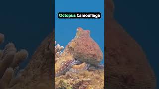 Octopus Camouflage [upl. by Ikcin]