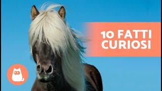 10 CURIOSITÀ sui CAVALLI che ti sorprenderanno 🐴 [upl. by Kathryne]