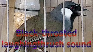 Blackthroated laughingthrush sound 12 [upl. by Ahsotan]